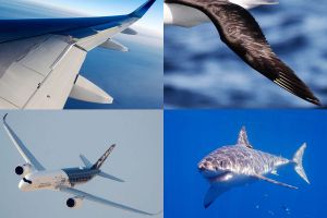 Airbus will für Flugzeuge mehr von der Natur lernen