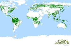 Radarauge aus dem All erkennt Waldzustand
