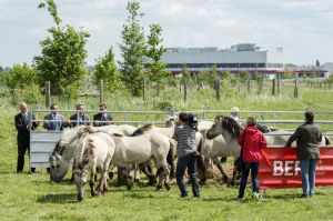 Flughafen BER schafft Platz fürs Liebenthaler Pferd