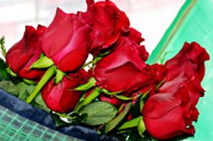 Liebe geht durch den Flugzeugbauch: Rosen auf Reisen