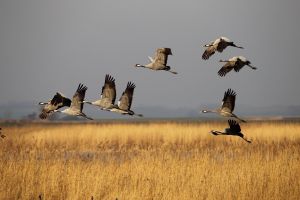 Lufthansa: 25 Jahre beim Kranichschutz aktiv